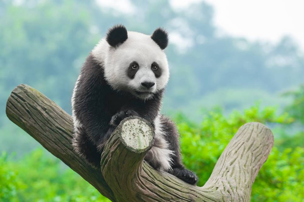 Panda Google Filter 